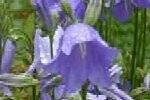 Bellflower Nettle-Leaved Plugs