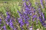 Bellflower Creeping Plugs