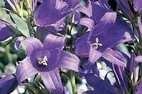 Bellflower Giant Plugs