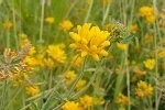 Bird's Foot Trefoil Greater/Marsh Plugs
