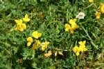 Bird's Foot Trefoil Lesser Plugs