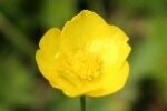 Buttercup Meadow Plugs