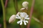 Bladder Campion Plugs