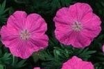 Cranesbill Bloody Plugs
