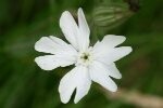 White Campion Plugs