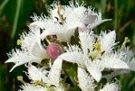 Bogbean Plants