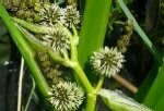 Branched Bur Reed Plants