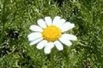 Sweet Chamomile Plugs