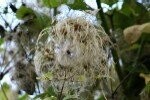 Traveller's Joy (Wild Clematis Wild) Plugs