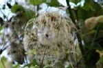 Wild Clematis (Traveller's Joy) Plugs