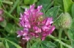 Red Clover Plugs