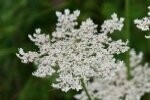 Wild Carrot Plugs