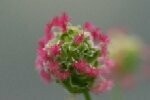 Salad Burnet Plugs
