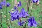 Columbine Plugs