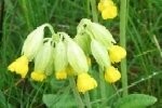 Cowslip Plugs