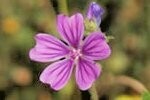 Cranesbill Hedgerow Plugs