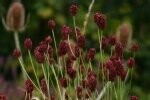 Great Burnet Plants