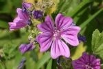 Common Mallow Plugs