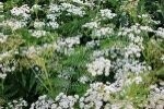 Cow Parsley Plugs
