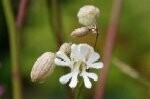 Campion Bladder Plugs
