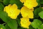 Creeping Jenny Plugs
