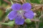 Cranesbill Meadow Plugs