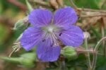 Meadow Cranesbill Plugs