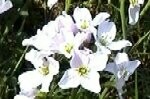 Cuckoo Flower (Lady's Smock) Plugs