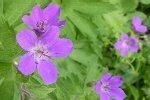 Cranesbill Wood Plugs