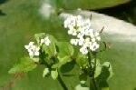 Cress Water Plants