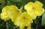 Primrose Evening Plugs