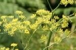 Fennel Plugs