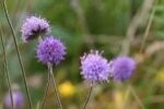 Scabious Devil's Bit Plugs