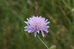 Field Scabious Plugs