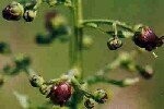 Figwort Common Plugs
