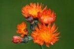 Fox and Cubs Plugs