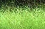 Hair Grass (Slender Spike Rush) Plants