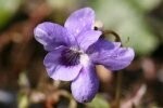 Dog Violet Plugs
