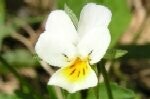 Pansy Field Plugs