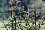 Figwort Water Plants