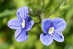 Germander Speedwell Plugs
