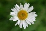 Daisy Oxeye Plugs