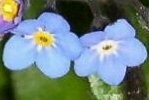 Forget-me-Not Wood Plugs