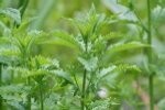 Gypsywort Plugs