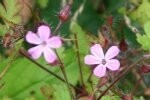 Herb Robert Plugs