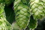Hop Plugs