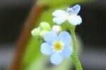 Forget-me-Not Field Plugs