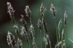 Grass Sweet Vernal Plugs
