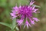 Knapweed Greater Plugs