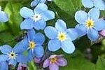 Forget-me-Not Water Plugs